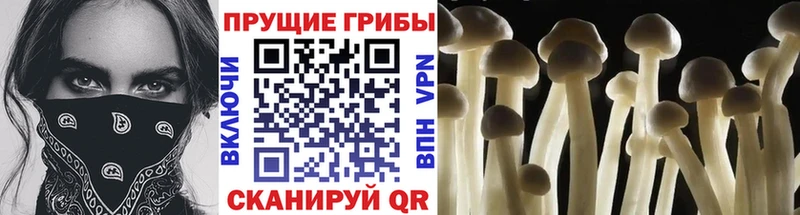 Псилоцибиновые грибы Psilocybine cubensis  Чистополь 